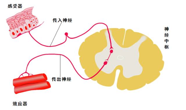 城市云腦，像大腦一樣建設(shè)智慧城市，基于互聯(lián)網(wǎng)云腦的新架構(gòu)