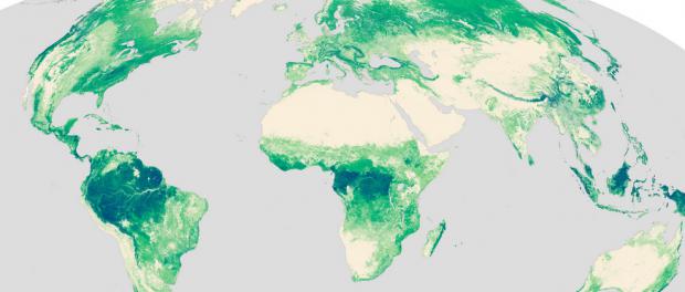 4個全球森林地圖，以查看森林中的樹木