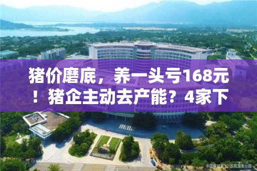 豬價磨底，養一頭虧168元！豬企主動去產能？4家下調出欄目標超800萬頭